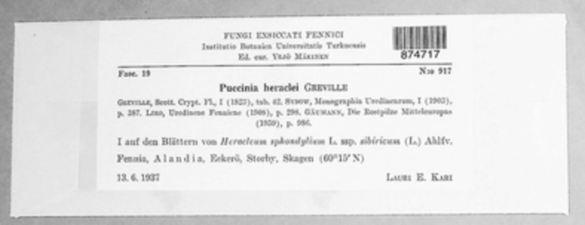Puccinia heraclei image